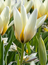 X 100 TULIPA CONCERTO