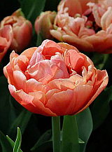 X 100 TULIPA COPPER IMAGE®