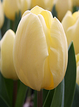 X 100 TULIPA CREME FRAICHE