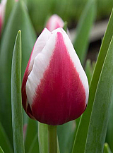 X 100 TULIPA CROSSOVER