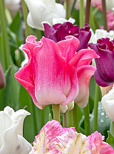 X 100 TULIPA CROWN OF DYNASTY