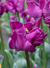 X 100 TULIPA CROWN OF NEGRITA