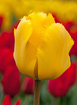 X 100 TULIPA CRYSTAL STAR