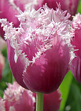 X 100 TULIPA CUMMINS
