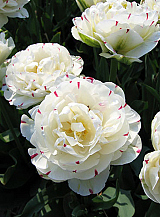 X 100 TULIPA DANCELINE