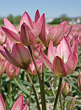 X 100 TULIPA DANIQUE
