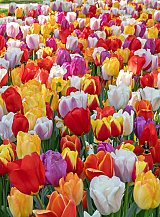 X 100 TULIPA DARWIN HYBRIDE MIX