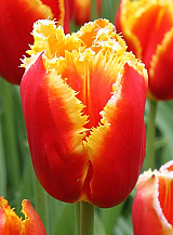 X 100 TULIPA DAVENPORT