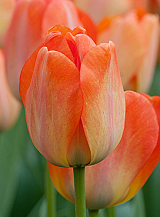 X 100 TULIPA DAYDREAM