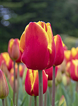 X 100 TULIPA DENMARK