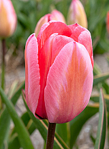 X 100 TULIPA DESIGN IMPRESSION