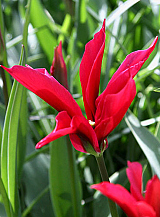 X 100 TULIPA DOLL'S MINUET