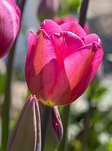 X 100 TULIPA DON QUICHOTTE