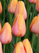 X 100 TULIPA DORDOGNE