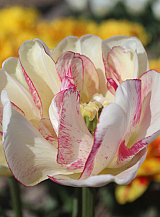 X 100 TULIPA DOUBLE SHAKE