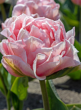 X 100 TULIPA DREAMER