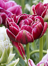 X 100 TULIPA DREAM TOUCH