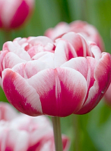 X 100 TULIPA DRUMLINE