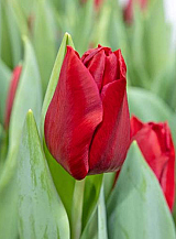 X 100 TULIPA DYNAMO