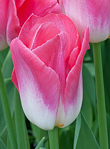 X 100 TULIPA DYNASTY