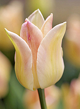 X 100 TULIPA ELEGANT LADY