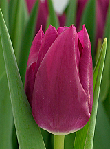 X 100 TULIPA EMBRACE