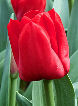 X 100 TULIPA ESCAPE