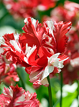 X 100 TULIPA ESTELLA RIJNVELD
