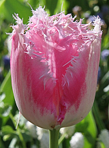 X 100 TULIPA FANCY FRILLS