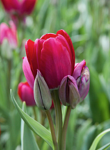 X 100 TULIPA FIERY CLUB