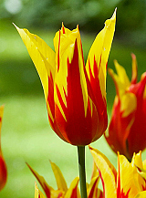 X 100 TULIPA FIRE WINGS