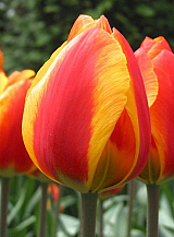 X 100 TULIPA FLAIR