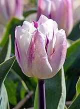 X 100 TULIPA FLAMING FLAG