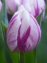 X 100 TULIPA FLAMING PRINCE