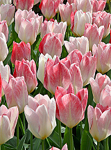 X 100 TULIPA FLAMING PURISSIMA