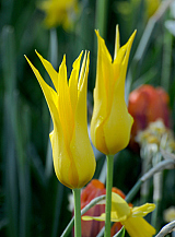 X 100 TULIPA FLASHBACK