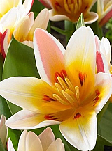 X 100 TULIPA FLORESTA
