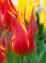 X 100 TULIPA FLY AWAY