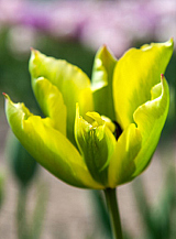 X 100 TULIPA FORMOSA
