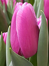 X 100 TULIPA FORTRESS
