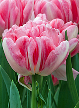 X 100 TULIPA FOXTROT