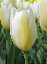 X 100 TULIPA FRANCOISE