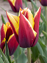 X 100 TULIPA GAVOTA