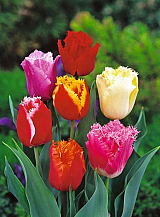 X 100 TULIPA GEFRANJERD GEMENGD