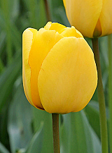 X 100 TULIPA GOLDEN OXFORD