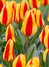 X 100 TULIPA GOUDSTUK