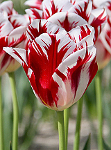 X 100 TULIPA GRAND PERFECTION