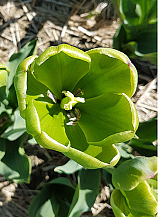 X 100 TULIPA GREEN POWER