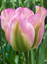 X 100 TULIPA GROENLAND