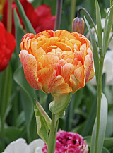 X 100 TULIPA GUDOSHNIK DOUBLE